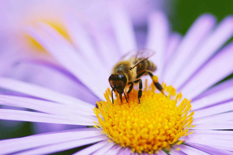 Bee Pollen